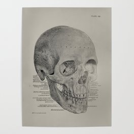 Anatomical Vintage Skull Poster