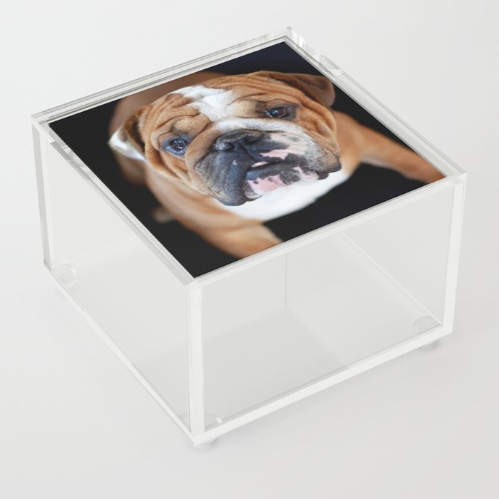 English Bull Dog Acrylic Box