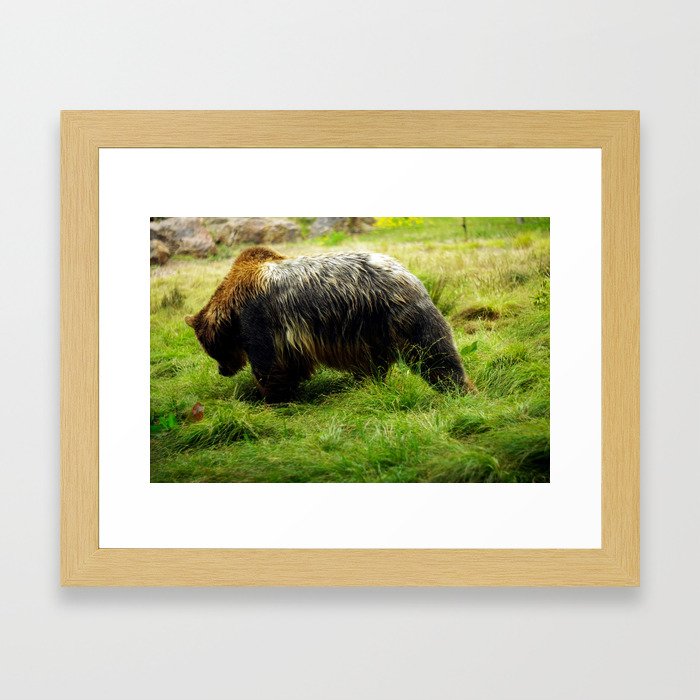 Grizzly Framed Art Print