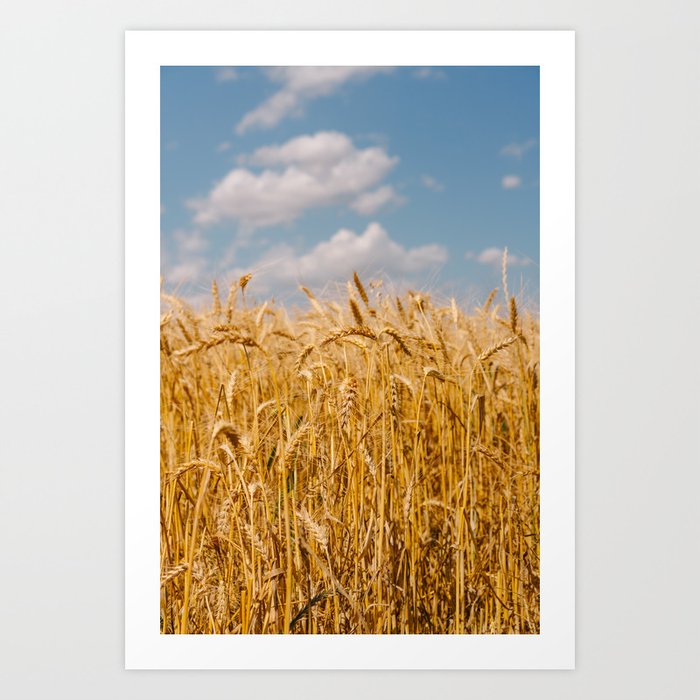 Summer Wheat Fields II Art Print