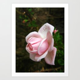 Rose Photography Art Prints Society6