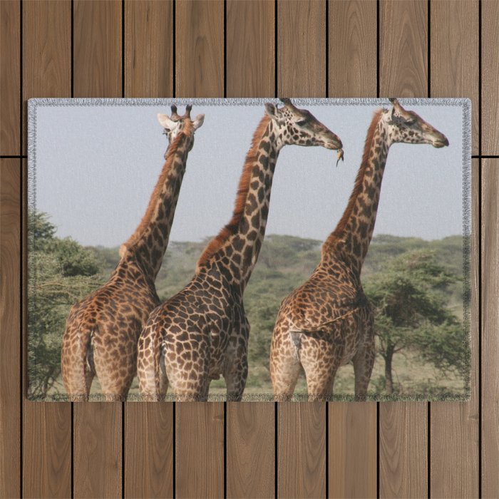 South Africa Photography - Three Giraffes Enjoying The View Outdoor Rug
