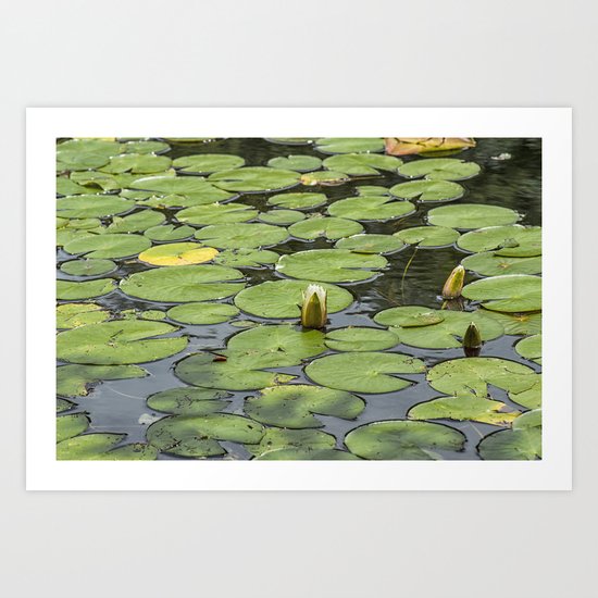 Lily pad sunshine Art Print