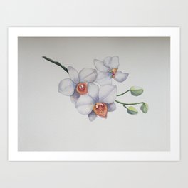 White Orchidee Orchids Botanical Illustration Print Art Print