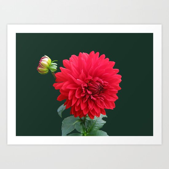 red dahlia Art Print