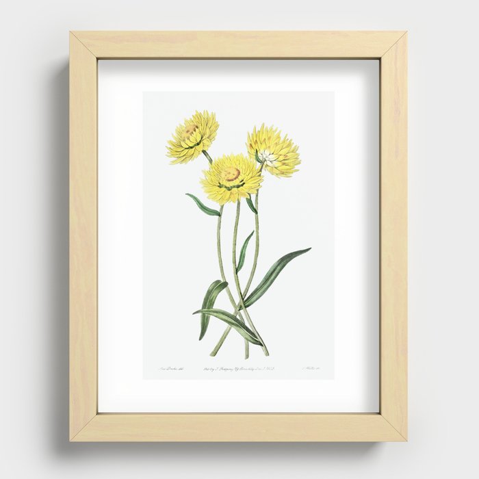 Two-coloured Helichrysum from Edwards’s Botanical Register (1829—1847) by Sydenham Edwards, John Lin Recessed Framed Print