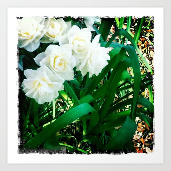 Narcissus Art Print