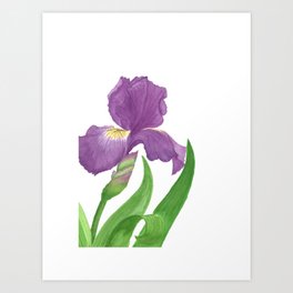 Stunning Purple Iris Flower Art Print