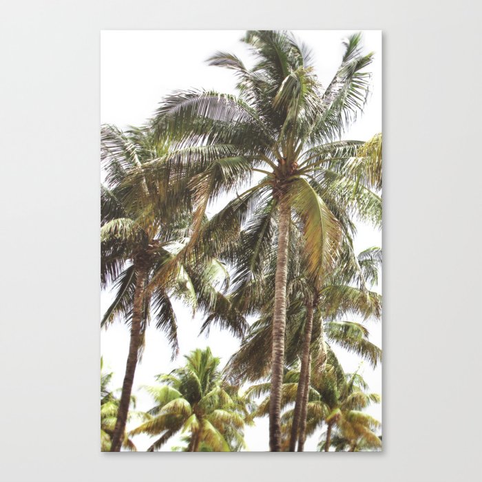 Miami Palm Trees | Landscape Photography | Coastal | Nature | Ocean | Summer | Travel Canvas Print