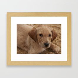 Encarando - Sand Dogs Series (Cachorros de Areia) - por Gustavo Souto Framed Art Print
