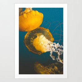 Pacific Sea Nettle Jellyfish II Art Print