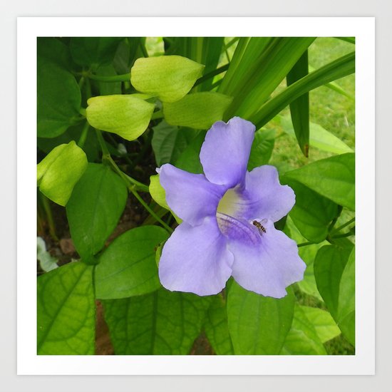 Sky Vine Art Print