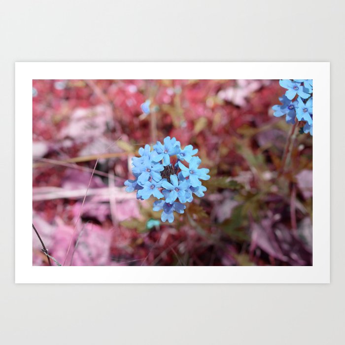 Blue Flowers, Red Thorns ~ Cedars of Lebanon, Tennessee Art Print