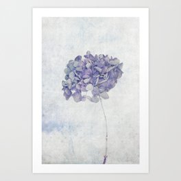 Blue Vintage Hydrangea Art Print