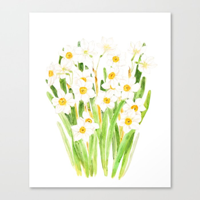 white narcissus  flowers watercolor 2022 Canvas Print