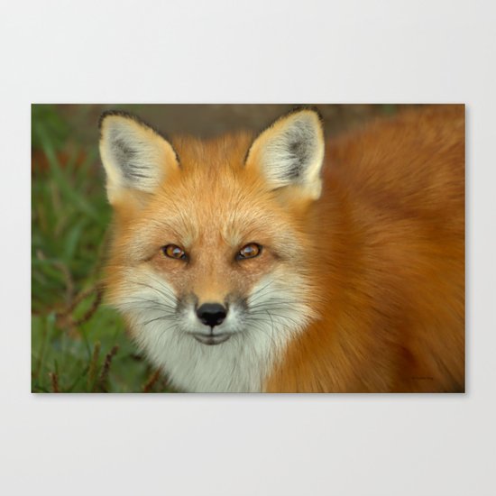 In focus Canvas Print