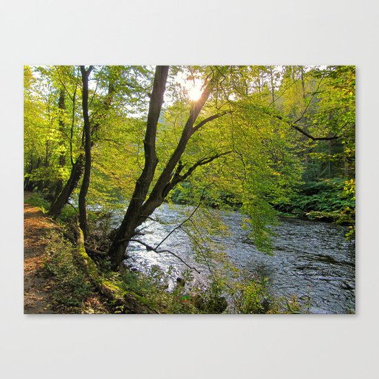 forest Canvas Print