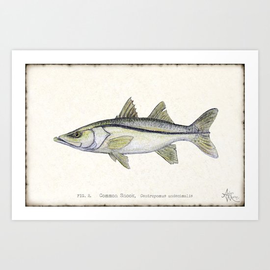 "Snook" by Amber Marine - Centropomus undecimalis ~ Watercolor Illustration, (c) 2013 Art Print