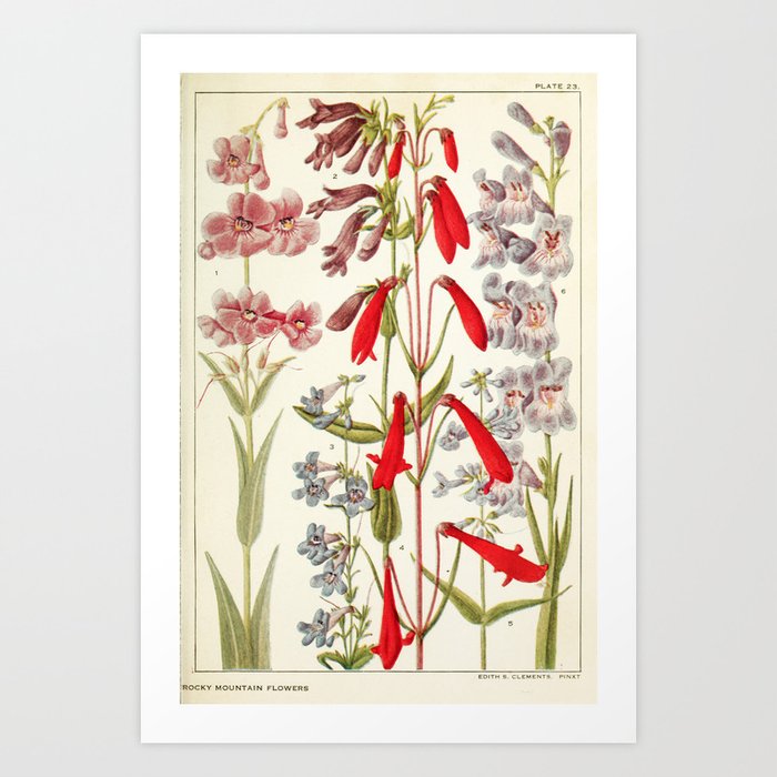 Wildflowers from "Rocky Mountain Flowers" (1914) by Edith Clements (benefitting The Nature Conservancy) Art Print