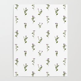 PRESSED FLOWERS - Chickweed Willowherb - Open Poster