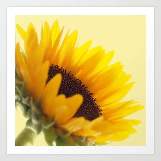 Sunflower Art Print