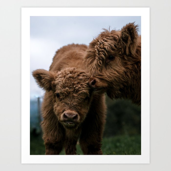 Scottish Highland Cattle Calves - Babies playing Art Print