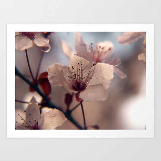 Sakura Art Print