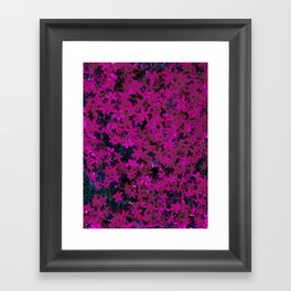 Dark Magenta Creeping Phlox Flowers Framed Art Print