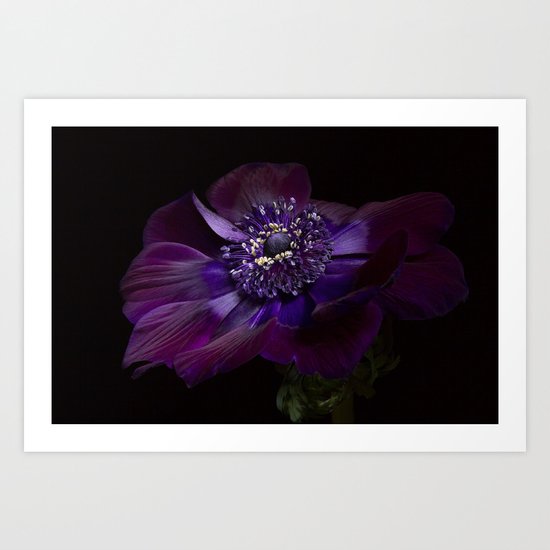 Anemone Coronaria de Caen "Bordeaux" Art Print