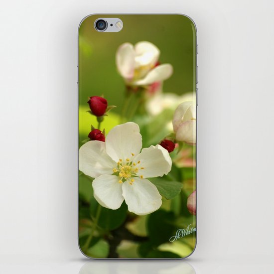 Budding trees iPhone & iPod Skin