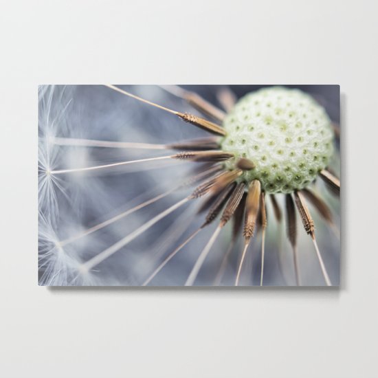 Dandelion fluff... 3 Metal Print
