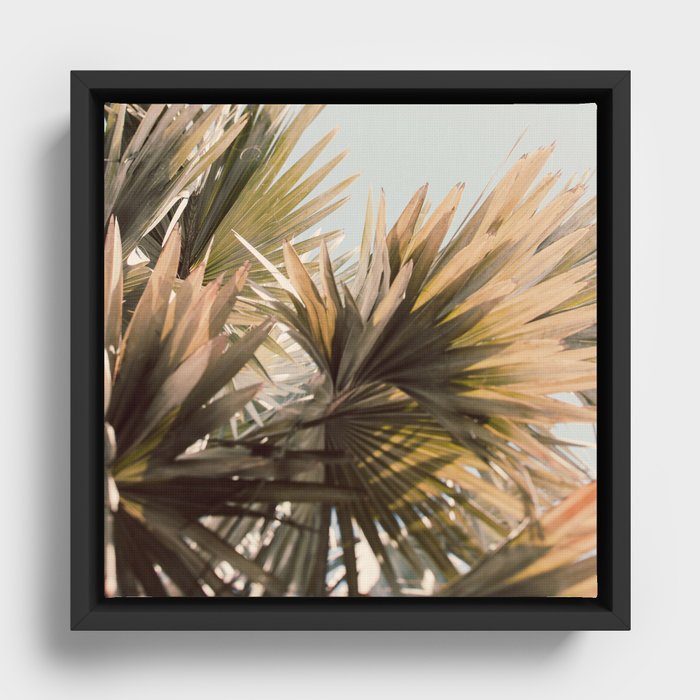 Light Magic - Tropical Photograph Framed Canvas