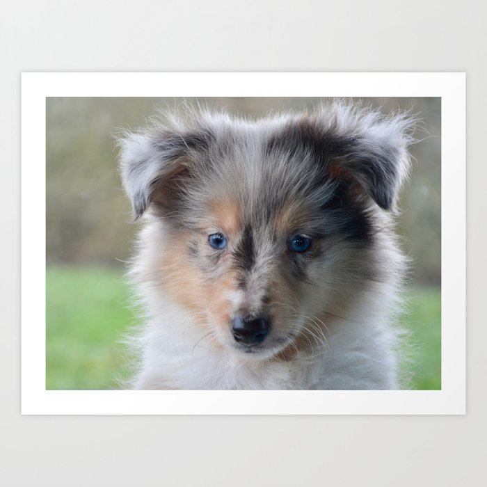 Blue Eyed Portrait Of A Shetland Sheepdog Puppy Art Print By Moonfluff