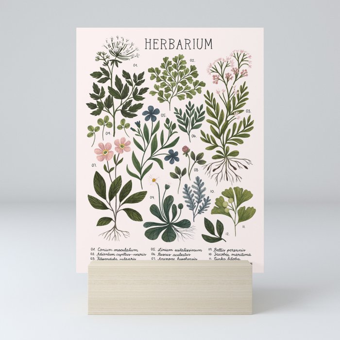 Herbarium ~ vintage inspired botanical art print ~ white Mini Art Print