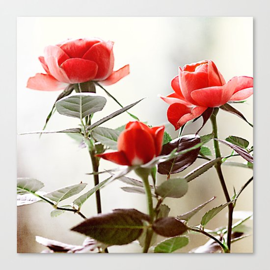 Romantic roses(8). Canvas Print