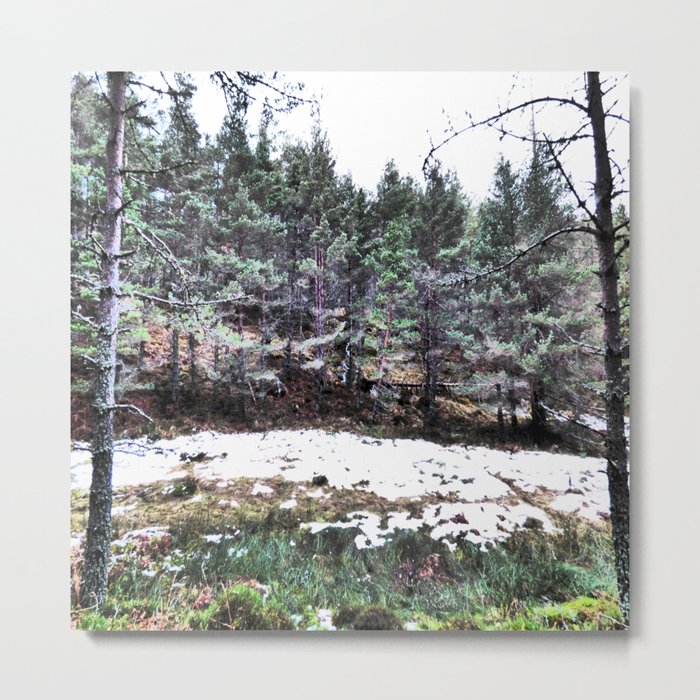 Scottish Highlands Pine Forest Winters View in I Art  Metal Print