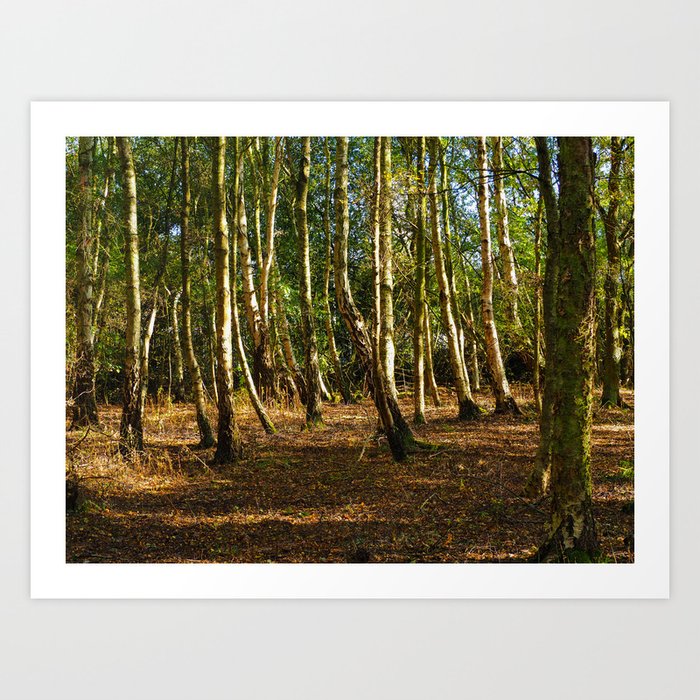 Silver Birch Tree Trunks Art Print By Angiec333 Society6 Silver Birch Tree Trunks Art Print By Angiec333 Society6