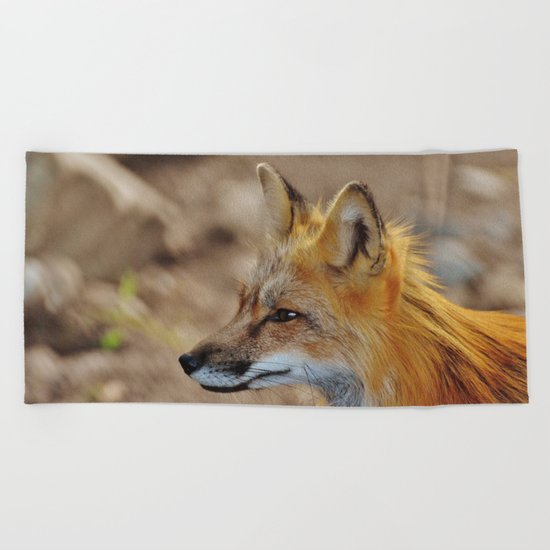 Inquisitive Mr. Fox Beach Towel