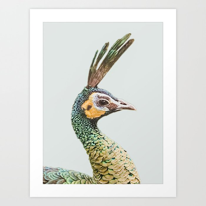 Peacockin' Art Print