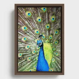 Hypnotic Peacock Framed Canvas