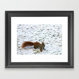 Red Squirrel on powdery snow Framed Art Print