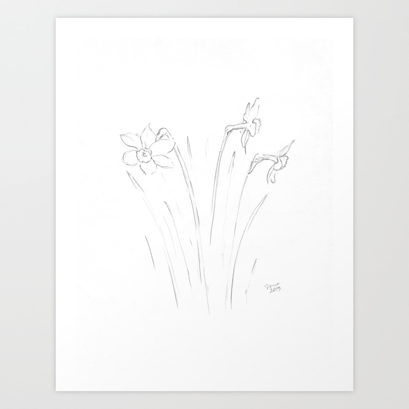 Pencil Sketch Of Daffodils Simple Flowers Drawing Art Print