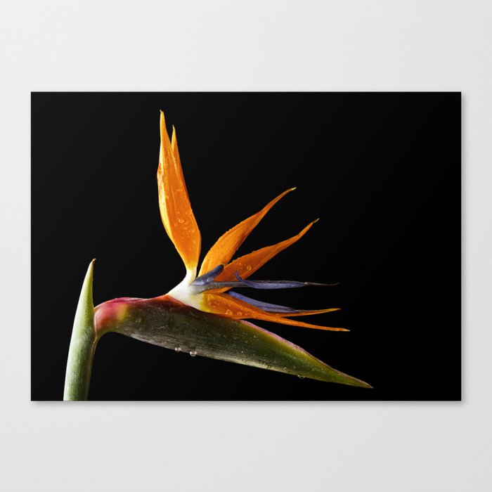 Bird of Paradise Flower Leinwanddruck Bird of Paradise Flower Leinwanddruck