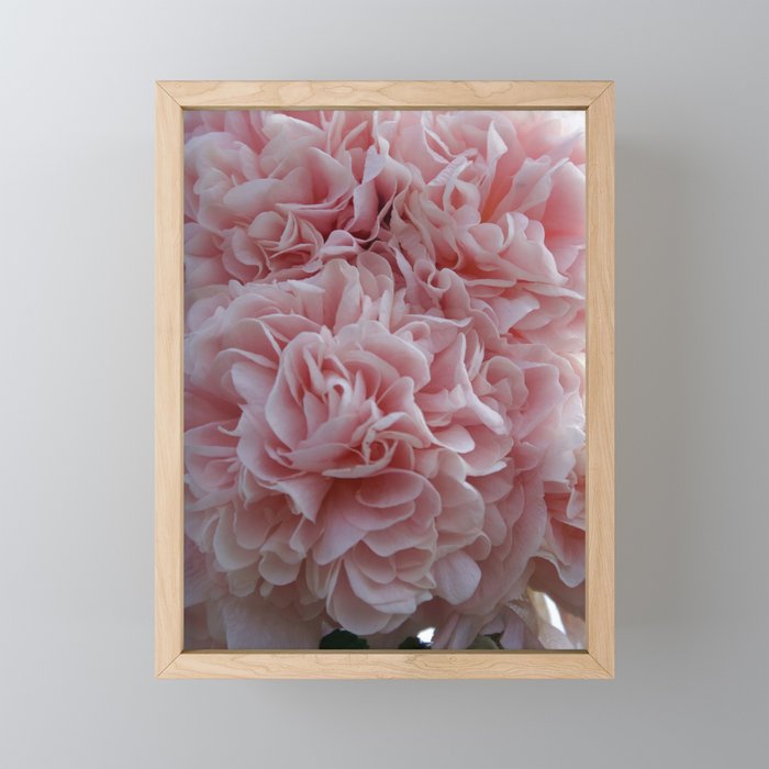 Pink velvet flowers Mallow Framed Mini Art Print