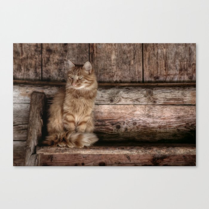 British long-haired cat on a wooden chair art Canvas Print