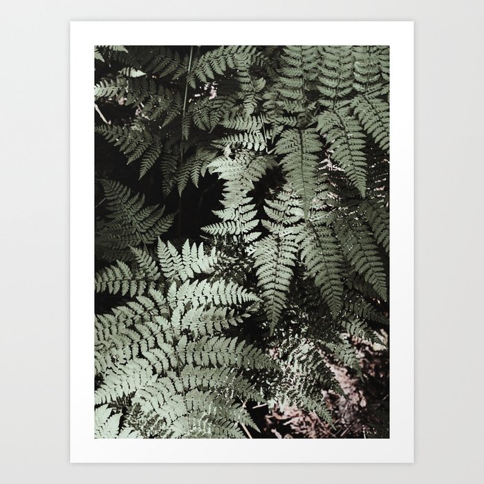 Northern Cascade Ferns Art Print