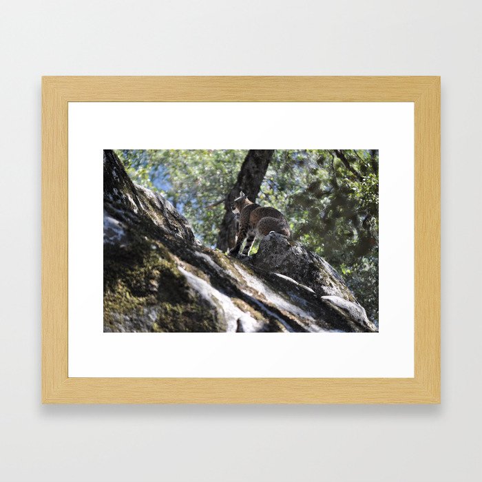 Yosemite Bobcat Framed Art Print