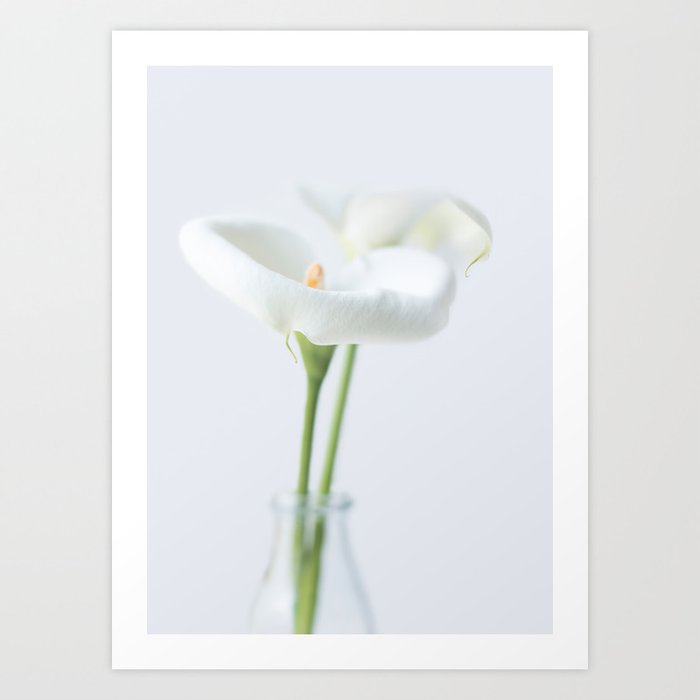 White Calla Lily Flower Print - Elegant White Green Floral photography Art Print