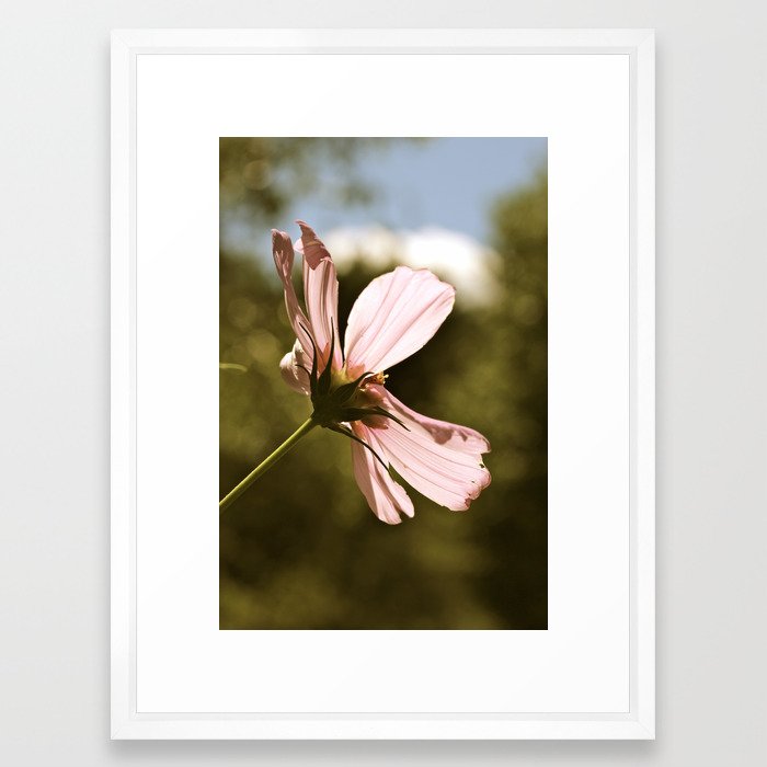 Pink In The Garden  Framed Art Print
