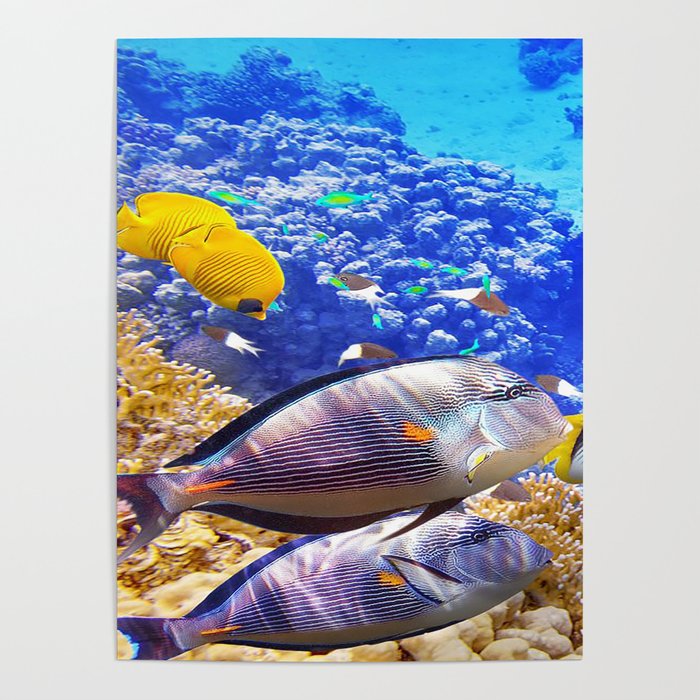 porcupine fish Poster